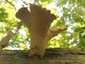 Rőt fagomba (Neolentinus cyathiformis), Budai-hegység